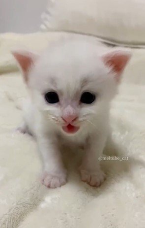 出所：@meltube_cat