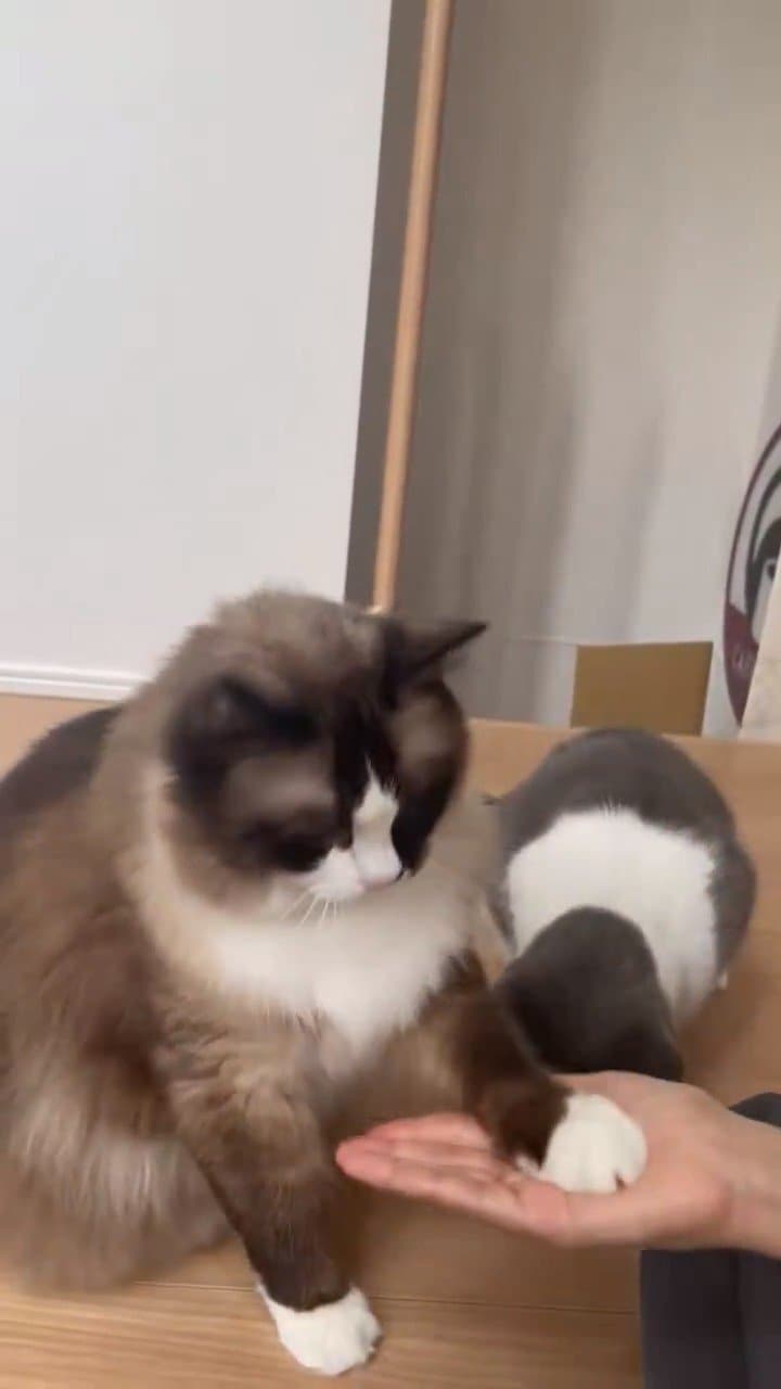 「賢いとこもあるからみて欲しい！」差し出された手に前足をのせるラグドールの猫…顔を近づけ合う2匹