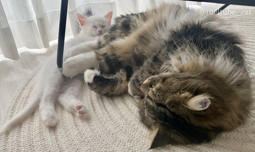 出所：@meltube_cat