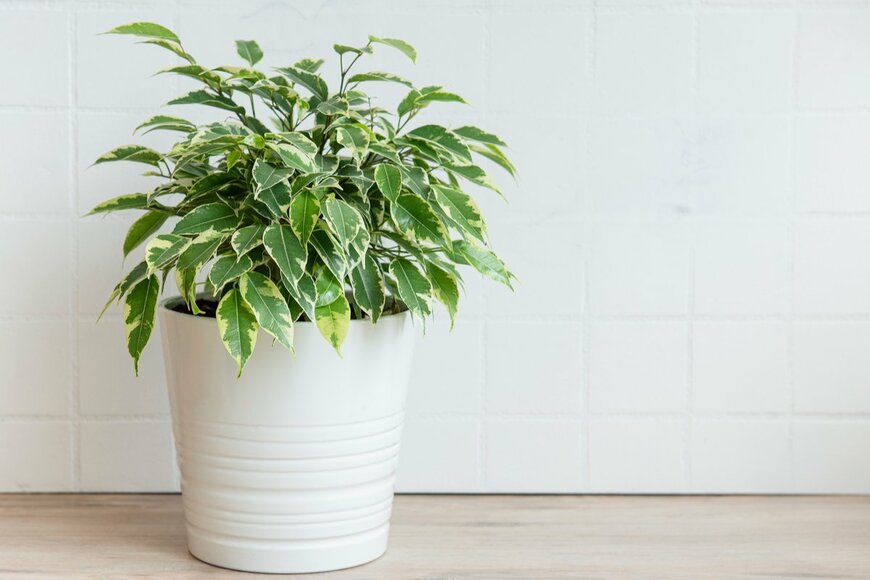 Olena Rudo/Shutterstock.com