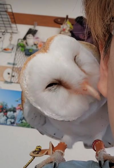 【いちゃいちゃメンフクロウ】大好きな飼い主さんの耳をハムハムする『愛情表現』にSNSでは830いいね！