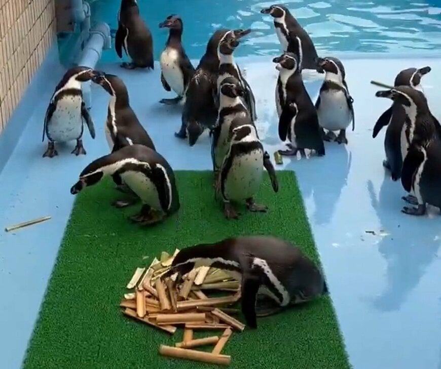 【神戸市立王子動物園】ペンギン「早い者勝ちなの？」大慌てで巣材を取りに来るペンギンがかわいい「お一人様、一本ずつでお願いします」（兵庫県）