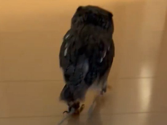 【ぴょこぴょこフクロウ】軽いステップでごきげんに歩く後ろ姿に悶絶！振り返って飼い主さんを確認する姿もかわいい