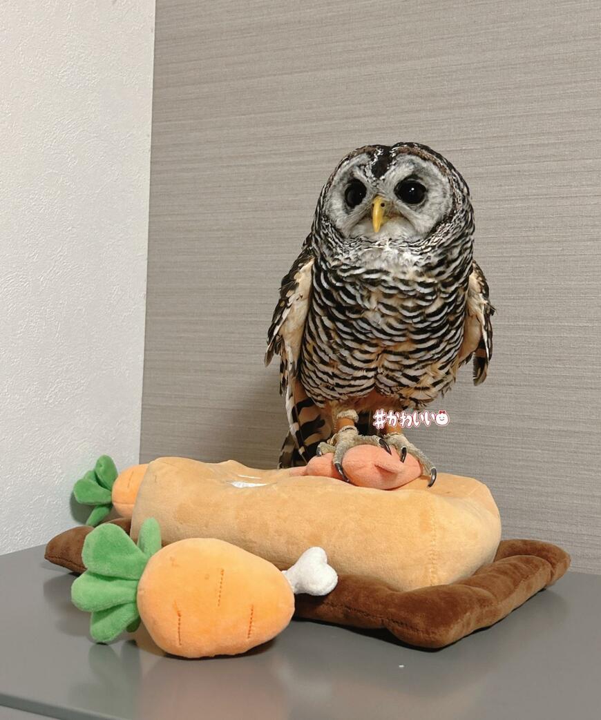 出所：@kanata_akas