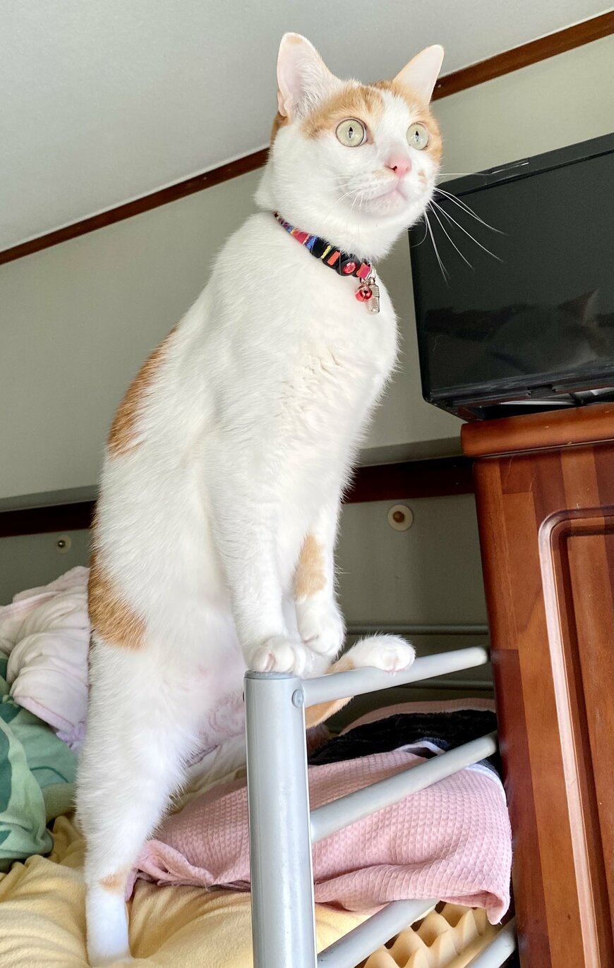 出所：@luna7taka9