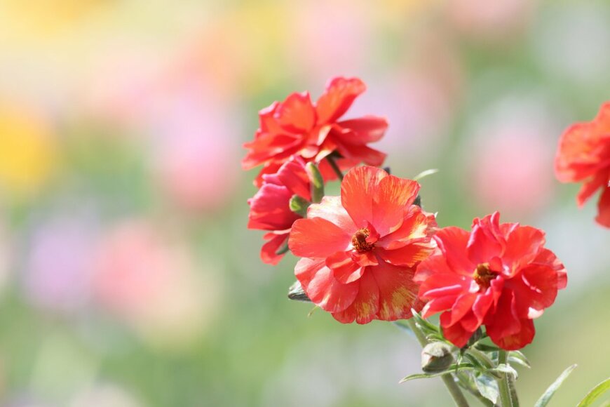 ラナンキュラス・ラックス　changshan/shutterstock.com