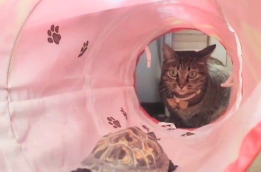 「待っててほしい」トンネルの向こうで待つ猫の元へ向かう亀→切なくかわいい結末に笑ってしまう