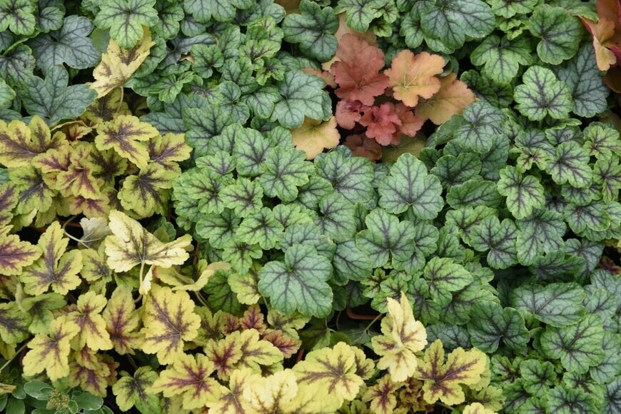 photoPOU/shutterstock.com