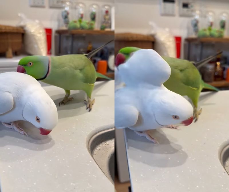 出所：@zundamame_cockatiel