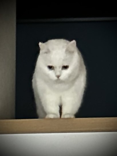 出所：@pomusan_cat