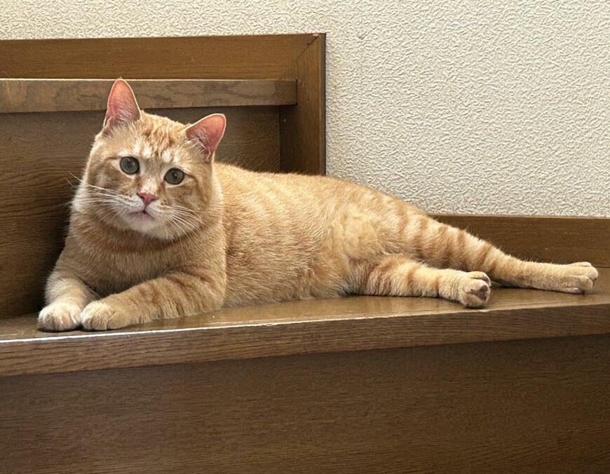 出所：@Beercat_Ana_Dar