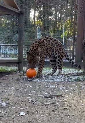 【とべ動物園】「やっぱり大きな猫」プレゼントされた”ブイ”で華麗なドリブルを披露するジャガーに「ネコと同じ」の声（愛媛県）
