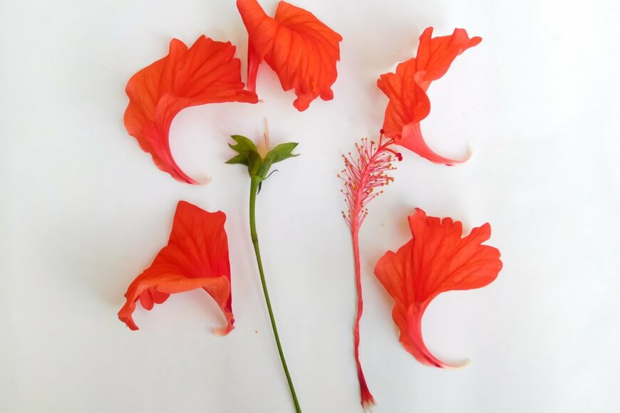 Putala/shutterstock.com