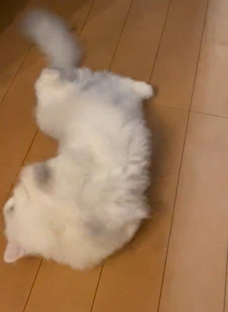 出所：@NEKOLAND13