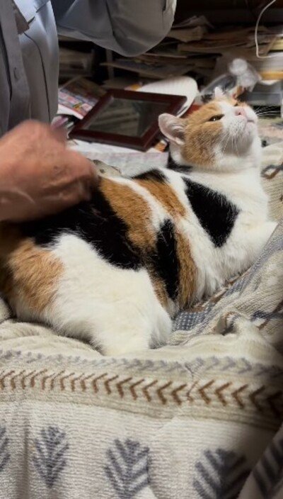 出所：@mike_noritama