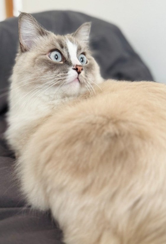 出所：@pinocute22