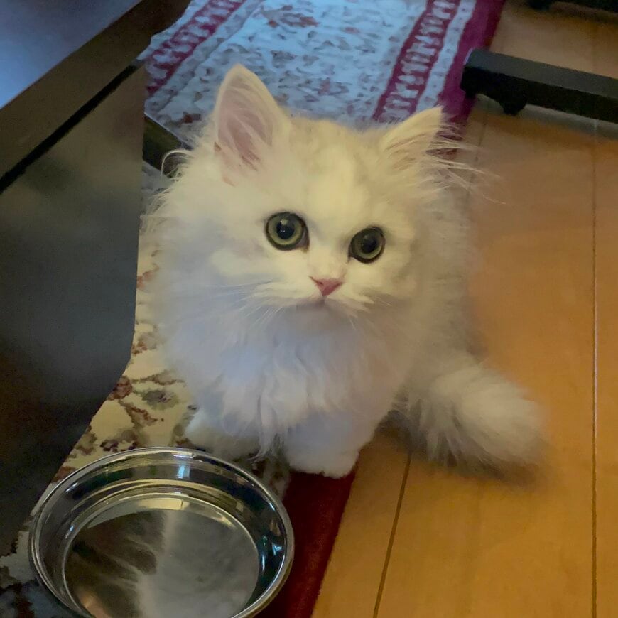 生後3ヶ月で迎えた猫→クールな“イケニャン”に成長した姿に「映画のワンシーンみたい」の声