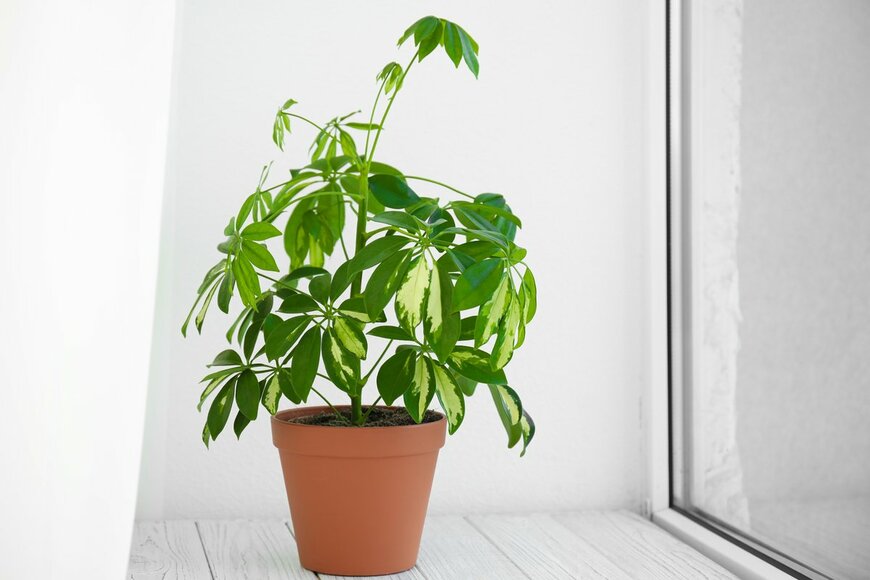 New Africa/Shutterstock.com