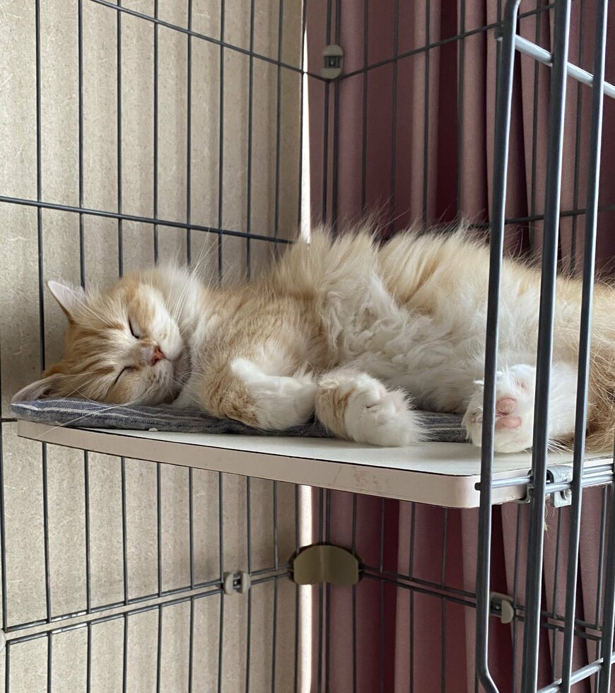 出所：@sumi_toshi_neko