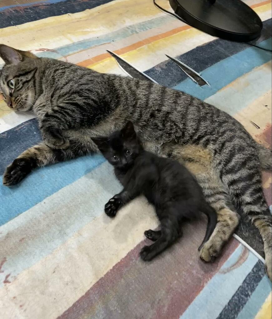 業者だろうが子猫だろうが「ガンガンにコミュニケーションをとる猫」に感動！