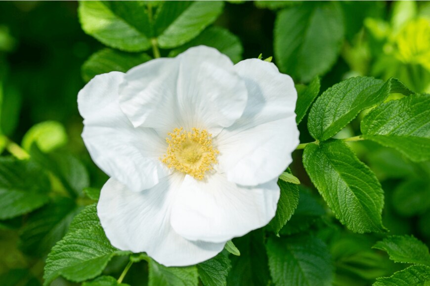 shuichi kadoya/istockphoto.com