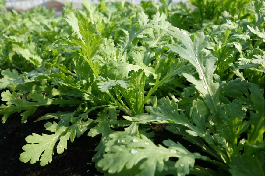 Ryoko Fujiwara/istockphoto.com