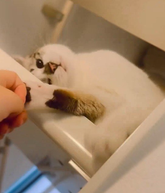 出所：@piennekomint