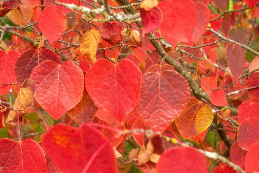 Mariusz S. Jurgielewicz/shutterstock.com