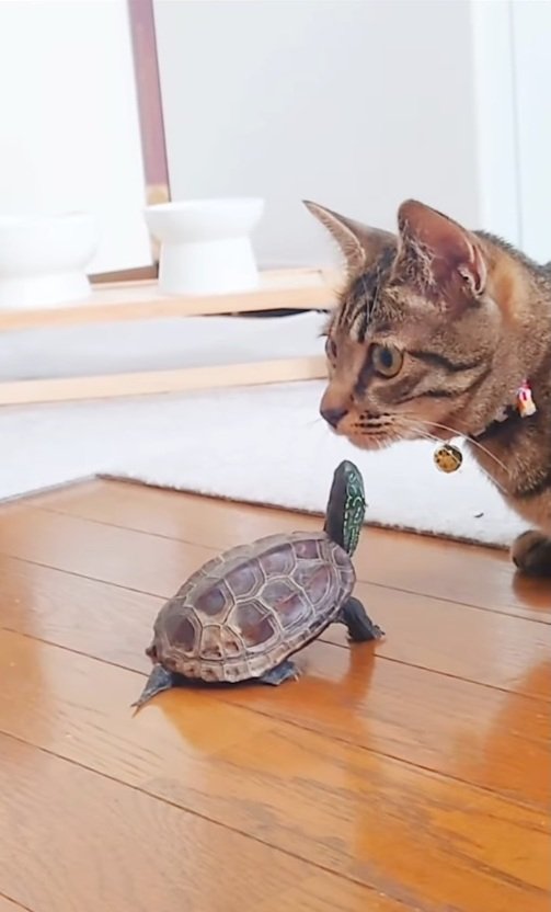 出所：＠kusa.kame.gunso