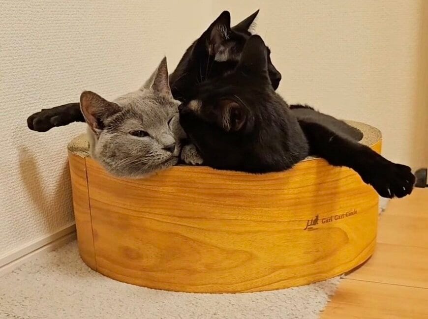 2匹の猫さんがくっついてると思ったら…→まさかの状態に思わず二度見「凄い格好だね」