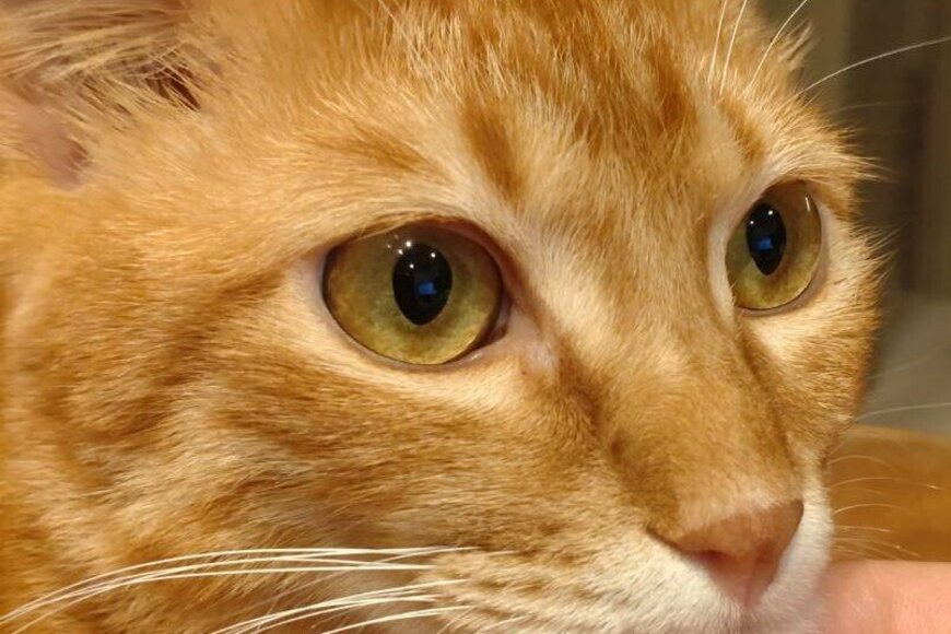 飼い主「しゃくれてる…！？」思わずアゴが出てしまったものの、真顔で見つめる猫がTwitterで話題に