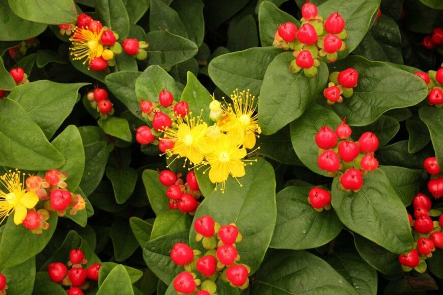 赤い実と黄色い花をつけているヒペリカム