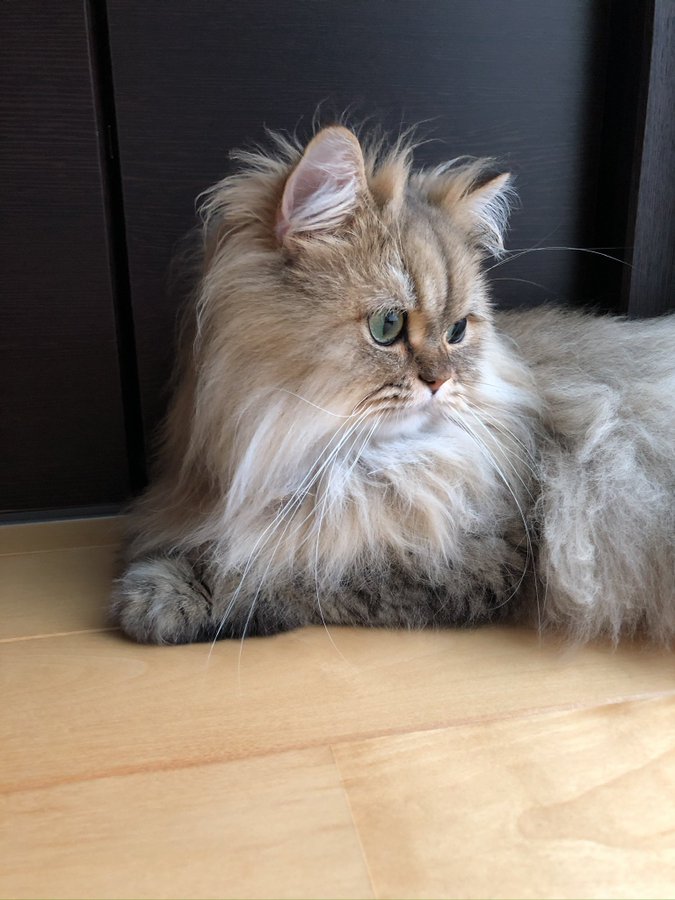 横を見る猫