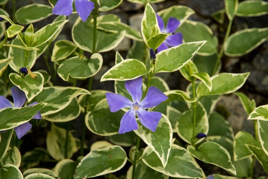 ツルニチニチソウの紫の花と、白い斑入りの葉