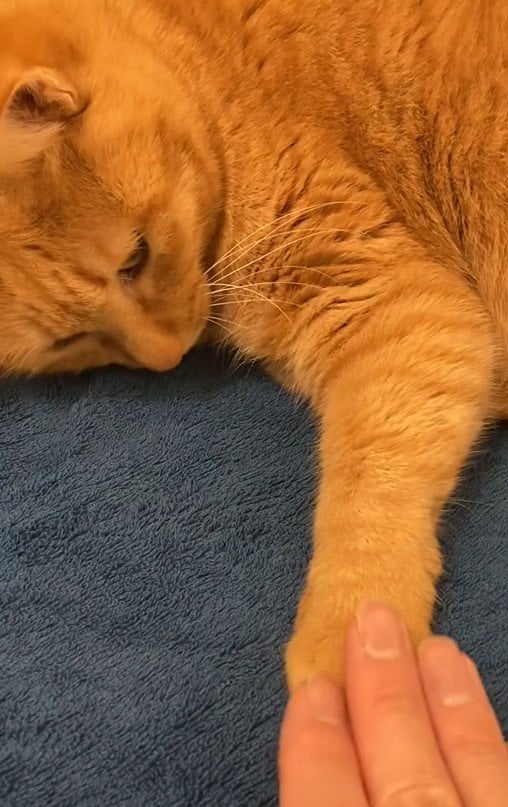 撫でられる猫