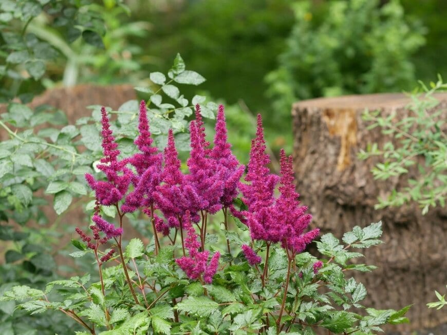 濃いピンクの花を咲かせている、アスチルベ