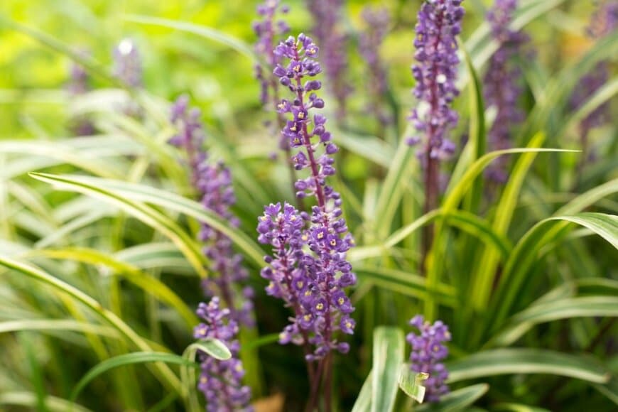 斑入りの葉の中に混ざるように紫色の花が咲くリリオペ
