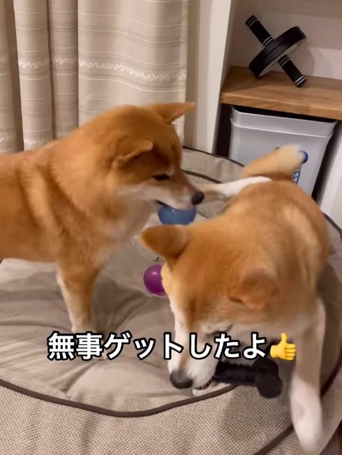 おもちゃをくわえる犬