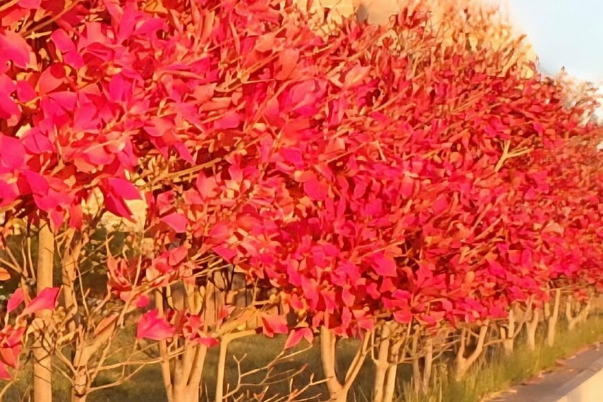 真っ赤に紅葉した秋のドウダンツツジ