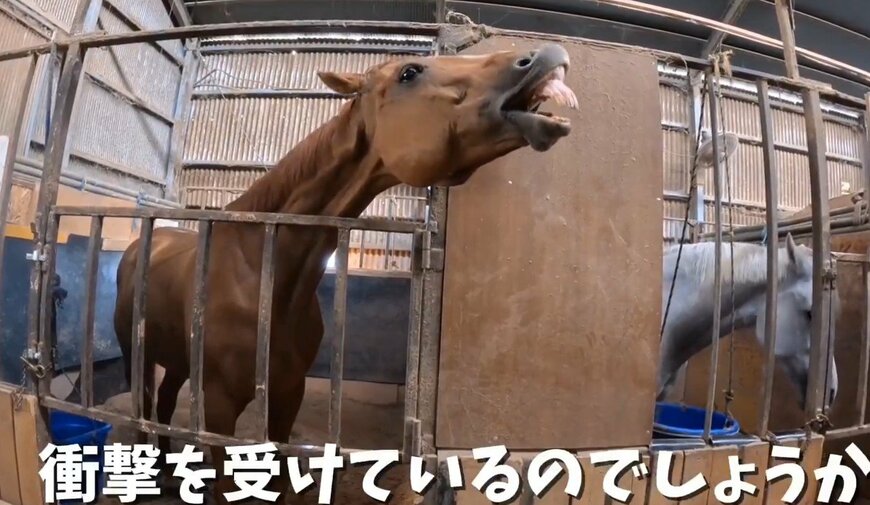 黒糖に衝撃を受ける馬