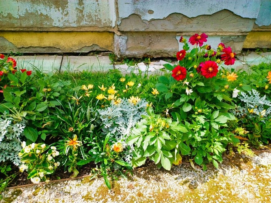 赤や黄色の花が、狭い花壇に植えられている