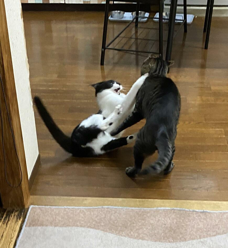 ケンカする猫2匹