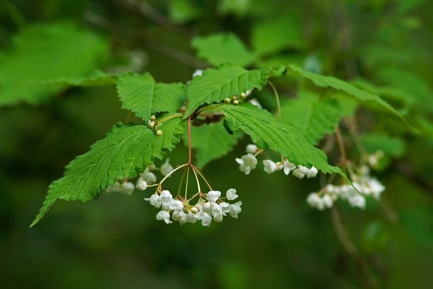 白い花を咲かせている、オトコヨウゾメ