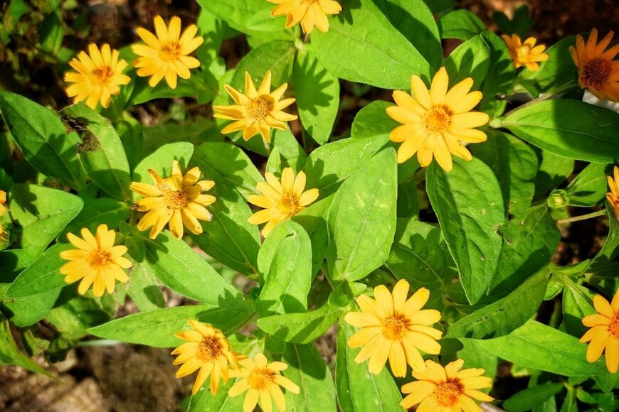 黄色いメランポジウムの花々