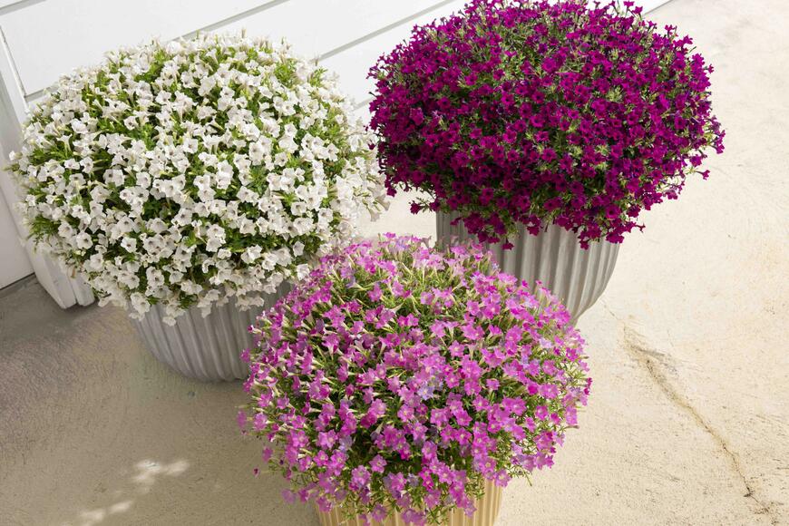 出所：サントリーフラワーズ　サフィニアプチ