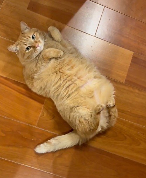 寝転ぶ猫の写真