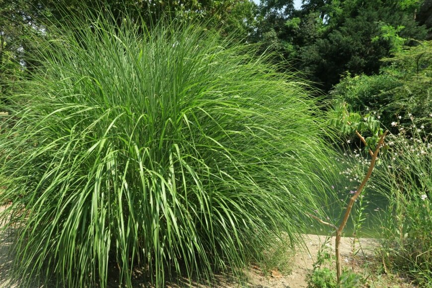 明るい緑色のシャープな葉を広げている、カレックス