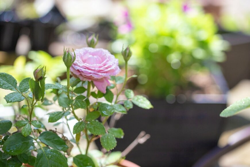 ピンク色のバラの花