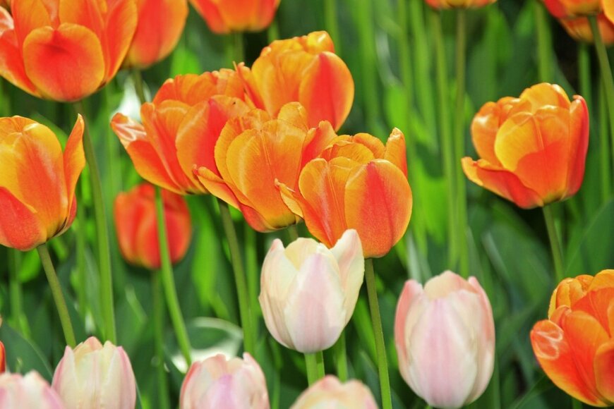 オレンジ色や淡いピンク色の花を咲かせている、チューリップ