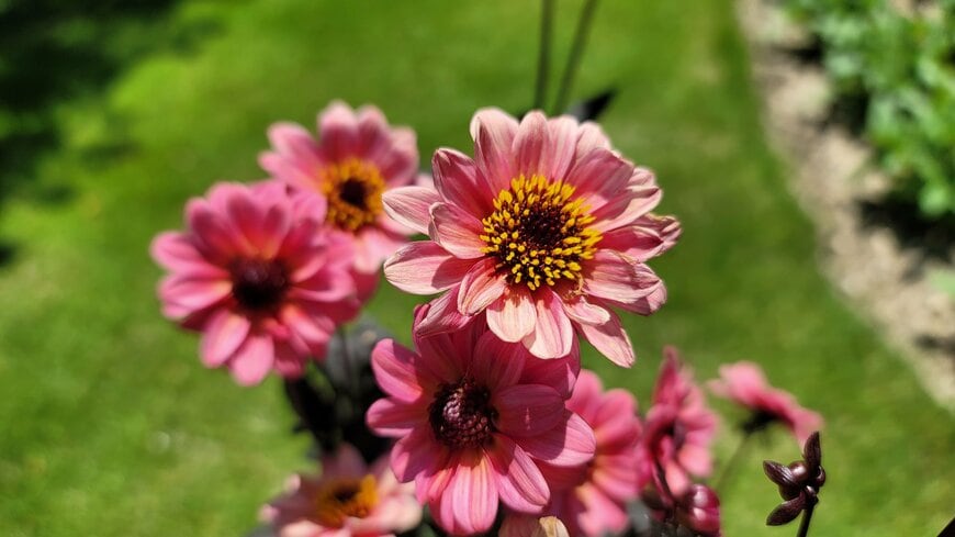 プチダリア ハミングブロンズ・エタニティの写真